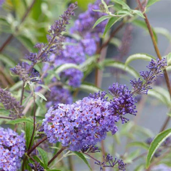 Buddleia davidii 'Nanho Blue' - Nyáriorgona