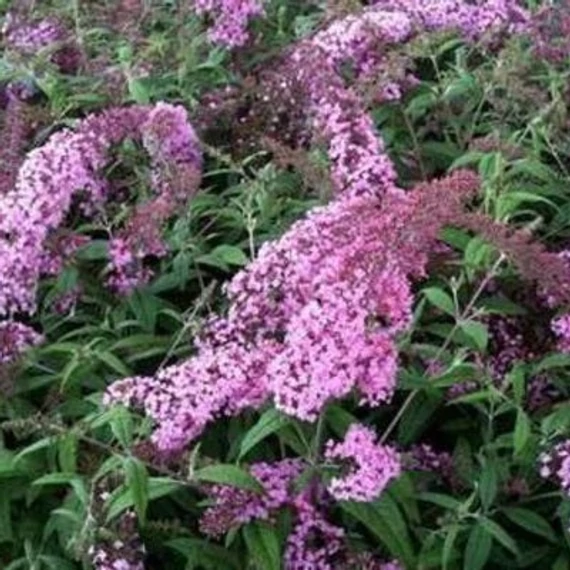 Buddleia davidii 'Pink Delight' - Nyáriorgona