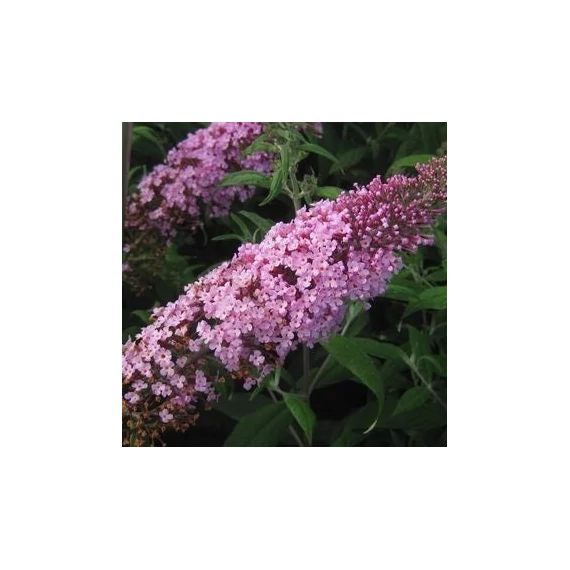 Buddleia davidii 'Pink Delight' - Nyáriorgona