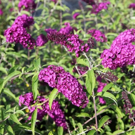 Buddleia davidii 'Royal Red' - Nyáriorgona