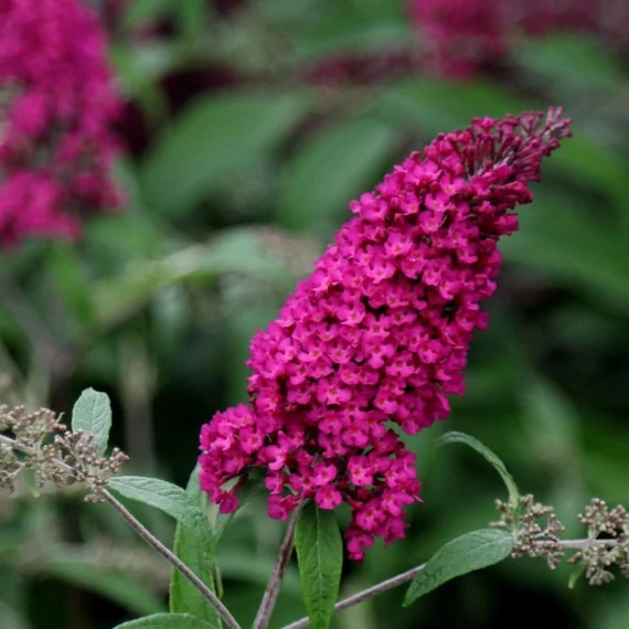 Buddleia davidii 'Royal Red' - Nyáriorgona