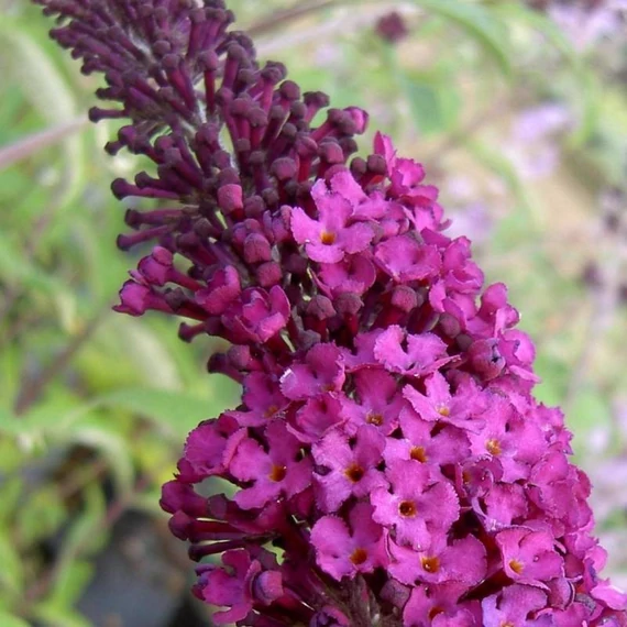 Buddleia davidii 'Royal Red' - Nyáriorgona