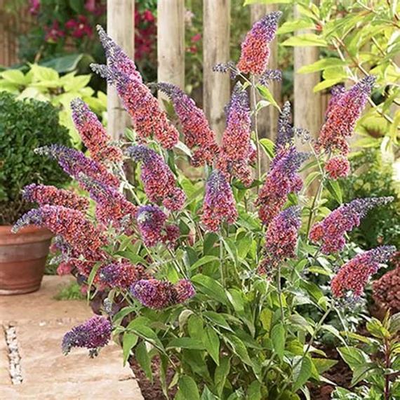Buddleia x weyeriana 'Flower Power' - Nyáriorgona