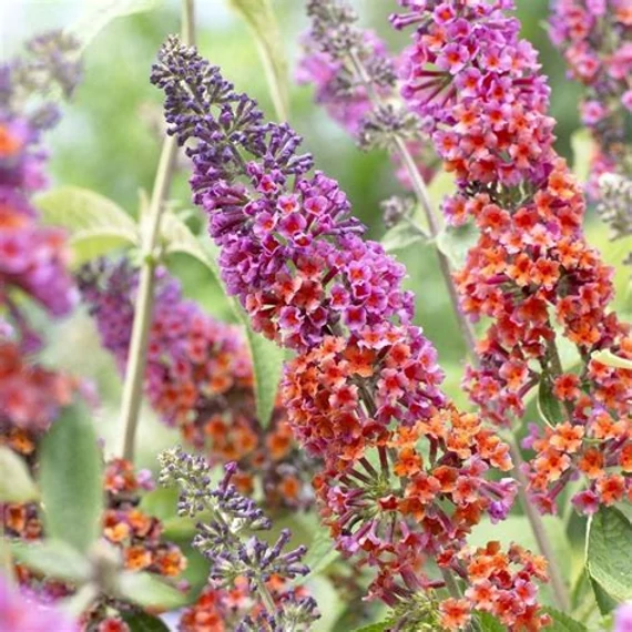 Buddleia x weyeriana 'Flower Power' - Nyáriorgona