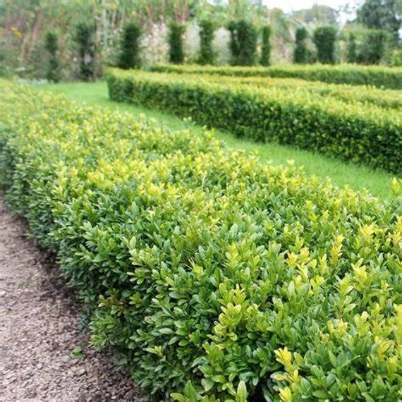 Buxus sempervirens - Örökzöld puszpáng