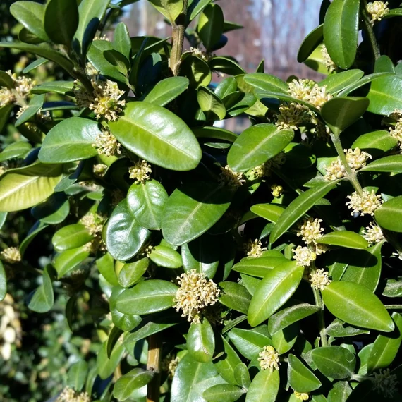 Buxus sempervirens - Örökzöld puszpáng