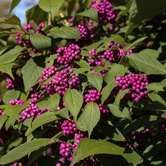 Callicarpa bodinieri 'Profusion' - Kínai lilabogyó