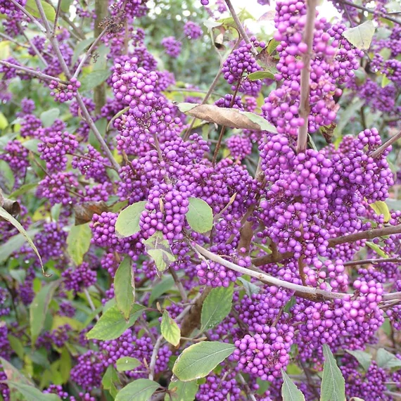 Callicarpa bodinieri 'Profusion' - Kínai lilabogyó