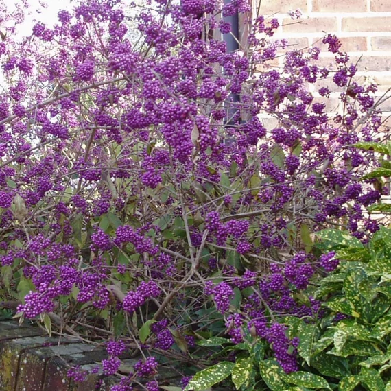 Callicarpa bodinieri 'Profusion' - Kínai lilabogyó