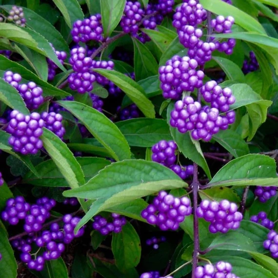 Callicarpa dichotoma 'Issai' - Kínai lilabogyó