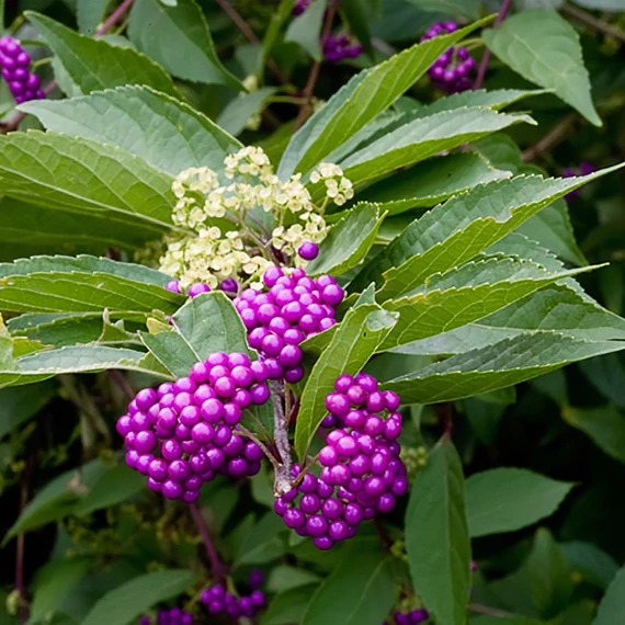 Callicarpa dichotoma 'Issai' - Kínai lilabogyó