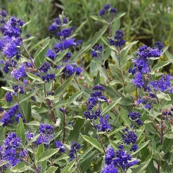Caryopteris clandonensis 'Kew Blue' – Angol kékszakáll