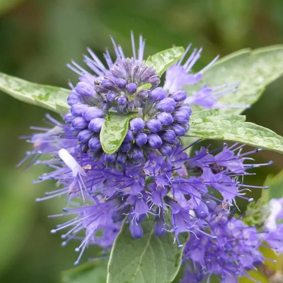 Caryopteris clandonensis 'Kew Blue' – Angol kékszakáll