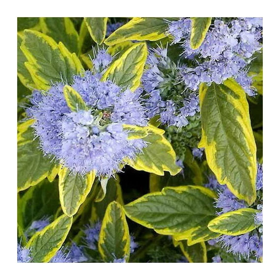 Caryopteris clandonensis 'Summer Sorbet' – Angol kékszakáll