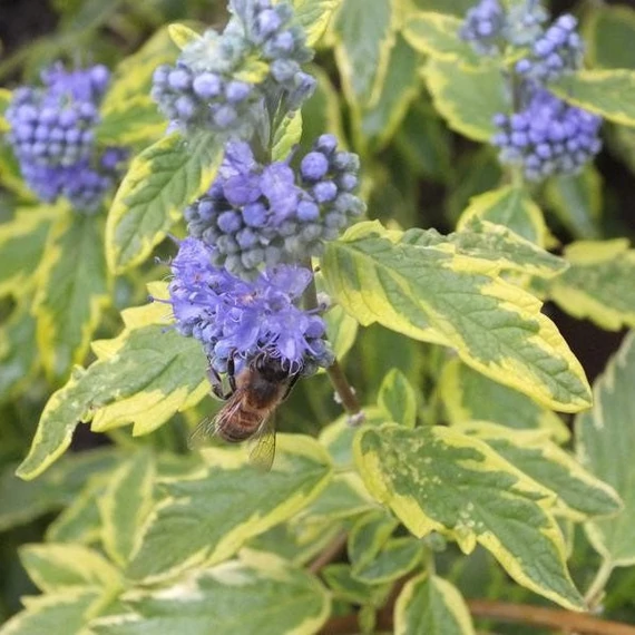 Caryopteris clandonensis 'Summer Sorbet' – Angol kékszakáll