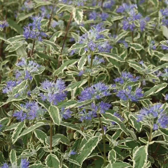 Caryopteris x clandonensis 'White Surprise'® – Angol kékszakáll
