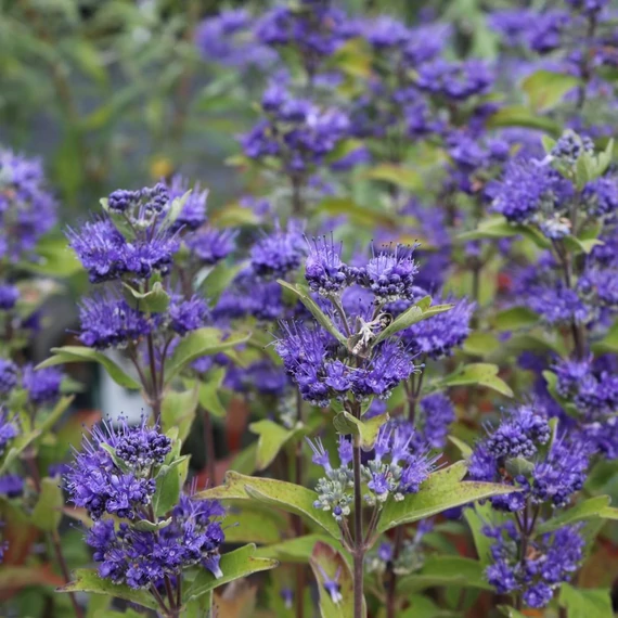 Caryopteris clandonensis 'Grand Bleu' - Angol kékszakáll