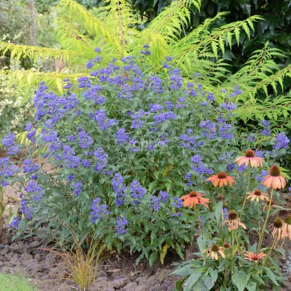 Caryopteris clandonensis 'Grand Bleu' - Angol kékszakáll