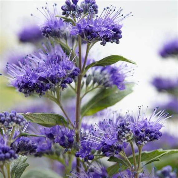 Caryopteris clandonensis 'Grand Bleu' - Angol kékszakáll