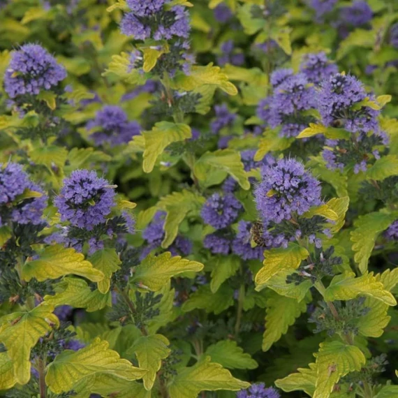 Caryopteris clandonensis 'Hint of Gold' - Angol kékszakáll