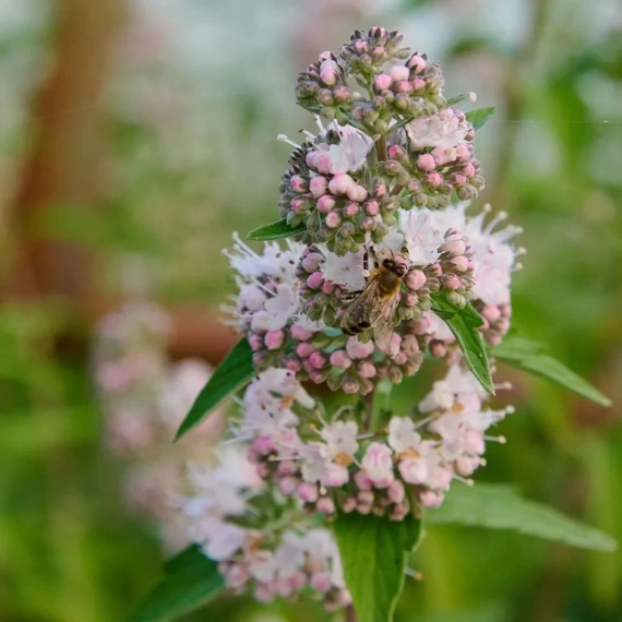 Caryopteris clandonensis 'Stephi'® - Angol kékszakáll