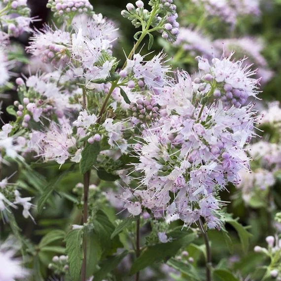 Caryopteris clandonensis 'Stephi'® - Angol kékszakáll