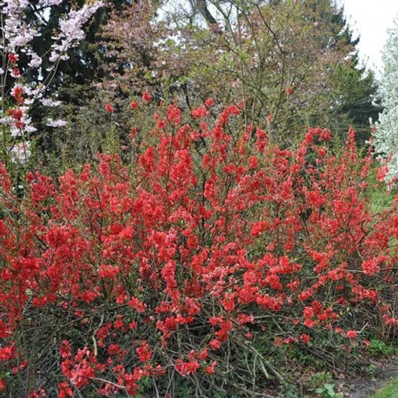 Chaenomeles japonica 'Sargentii' – Japánbirs