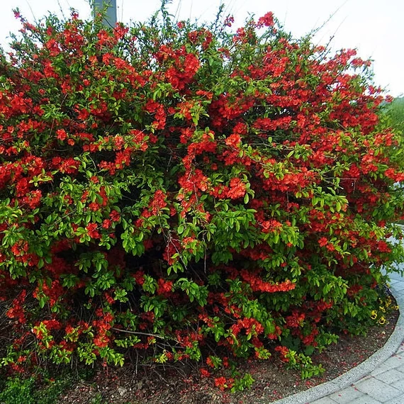 Chaenomeles x superba 'Crimson and Gold' – Japánbirs