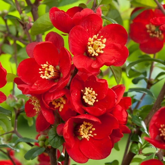 Chaenomeles x superba 'Crimson and Gold' – Japánbirs