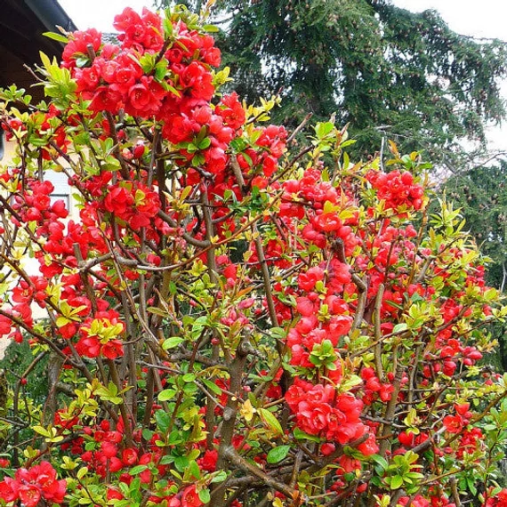Chaenomeles x superba 'Crimson and Gold' – Japánbirs