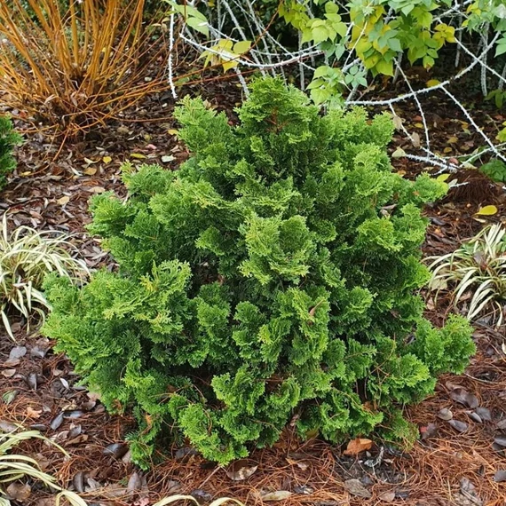 Chamaecyparis obtusa 'Nana Gracilis' – Hinoki álciprus, törpe japán hamisciprus