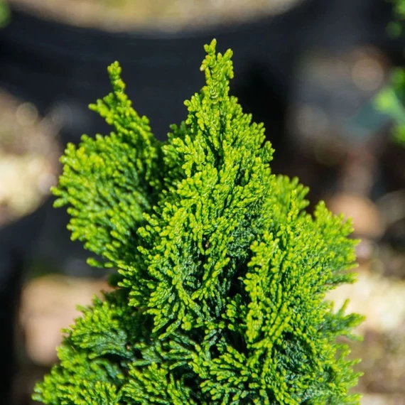 Chamaecyparis obtusa 'Nana Gracilis' – Hinoki álciprus, törpe japán hamisciprus