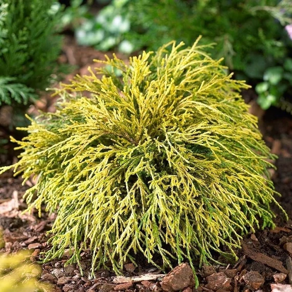 Chamaecyparis pisifera 'Sungold' – Szavára hamisciprus
