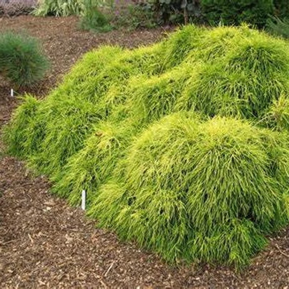 Chamaecyparis pisifera 'Sungold' – Szavára hamisciprus