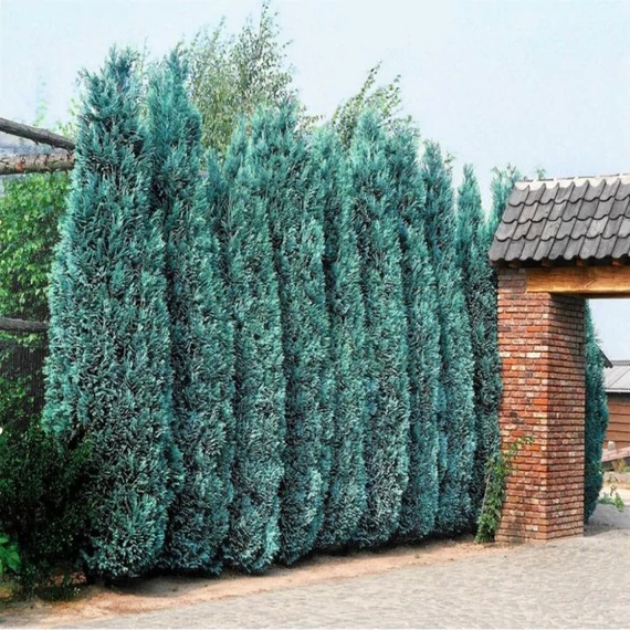 Chamaecyparis lawsoniana 'Columnaris' - Oregoni hamisciprus
