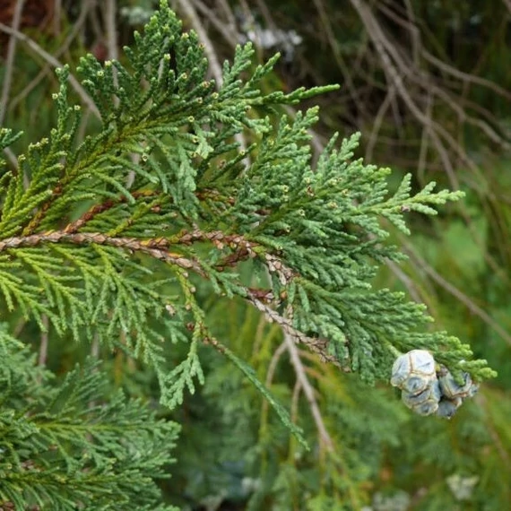 Chamaecyparis lawsoniana 'Ellwoodii' - Ezüstös oregoni hamisciprus
