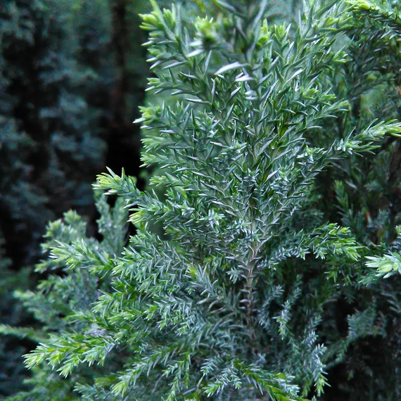 Chamaecyparis lawsoniana 'Ellwoodii' - Ezüstös oregoni hamisciprus