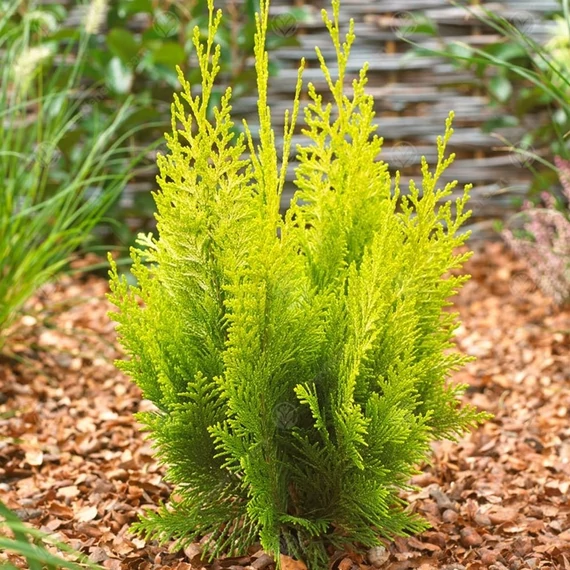 Chamaecyparis lawsoniana 'Ivonne' ('Yvonne') - Oregoni hamisciprus