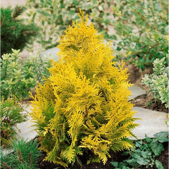 Chamaecyparis lawsoniana 'Ivonne' ('Yvonne') - Oregoni hamisciprus