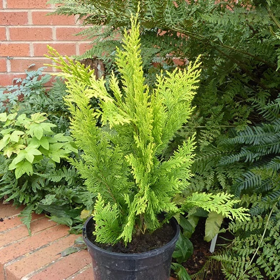 Chamaecyparis lawsoniana 'Ivonne' ('Yvonne') - Oregoni hamisciprus