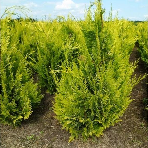Chamaecyparis lawsoniana 'Ivonne' ('Yvonne') - Oregoni hamisciprus