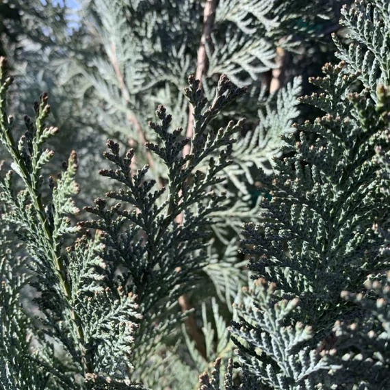 Chamaecyparis lawsoniana 'Van Pelt's Blue' - Kék oregoni hamisciprus