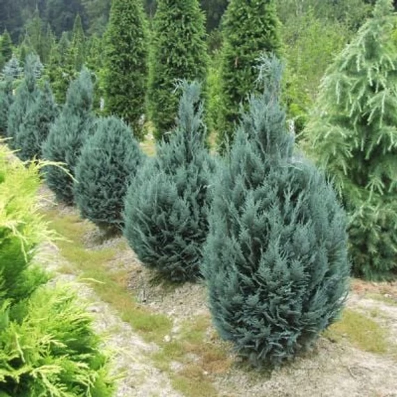 Chamaecyparis lawsoniana 'Van Pelt's Blue' - Kék oregoni hamisciprus