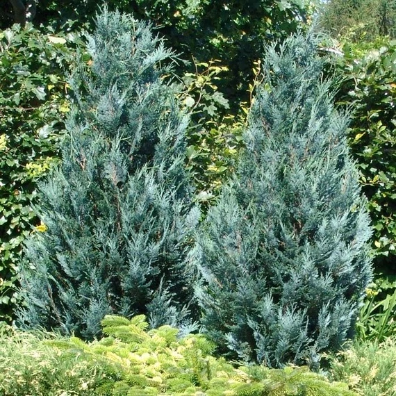 Chamaecyparis lawsoniana 'Van Pelt's Blue' - Kék oregoni hamisciprus