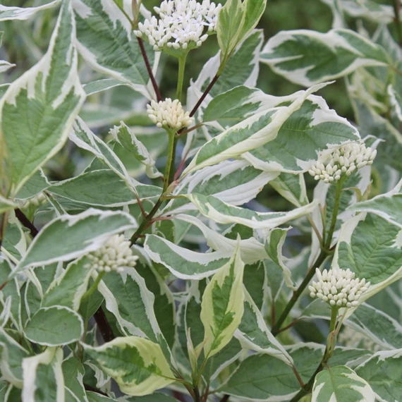 Cornus alba 'Elegantissima' - Fehér som