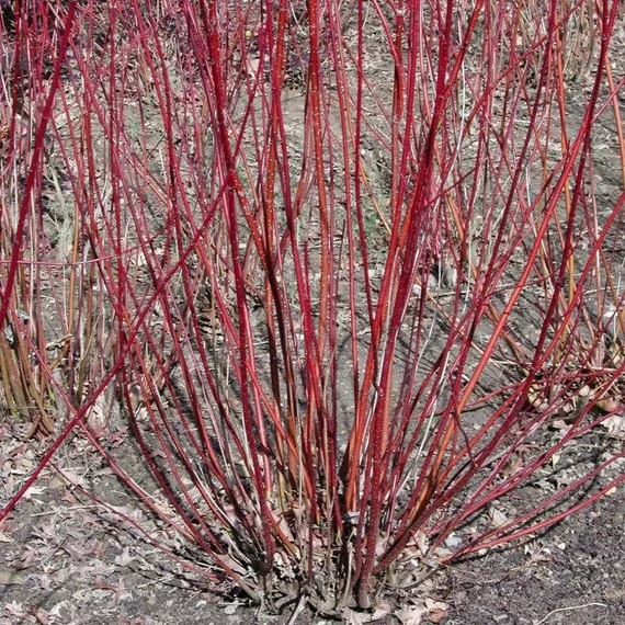 Cornus alba 'Elegantissima' - Fehér som