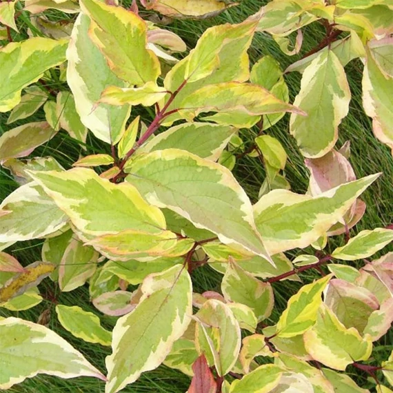 Cornus alba 'Gouchaultii' - Fehér som