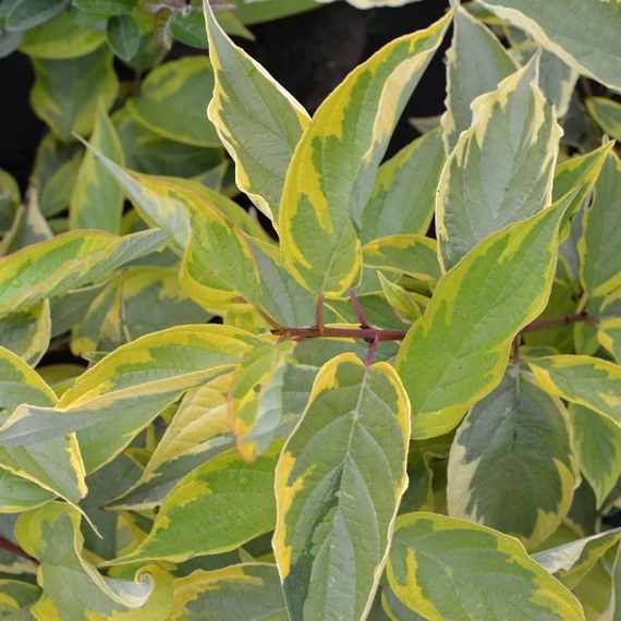 Cornus alba 'Gouchaultii' - Fehér som
