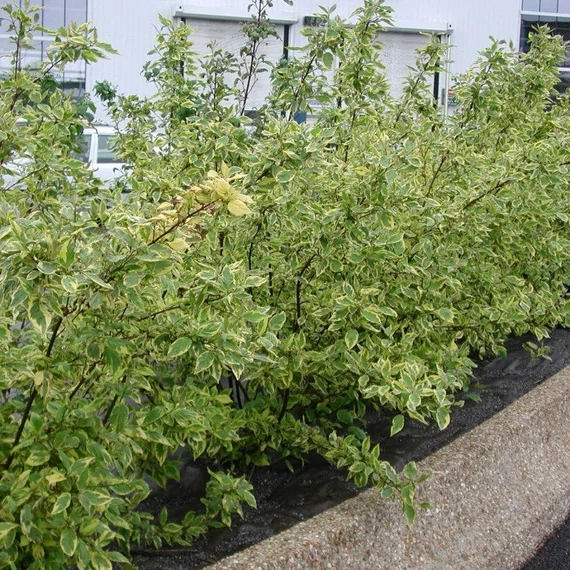 Cornus alba 'Gouchaultii' - Fehér som