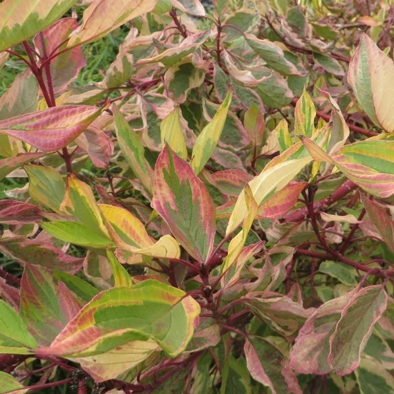 Cornus alba 'Gouchaultii' - Fehér som